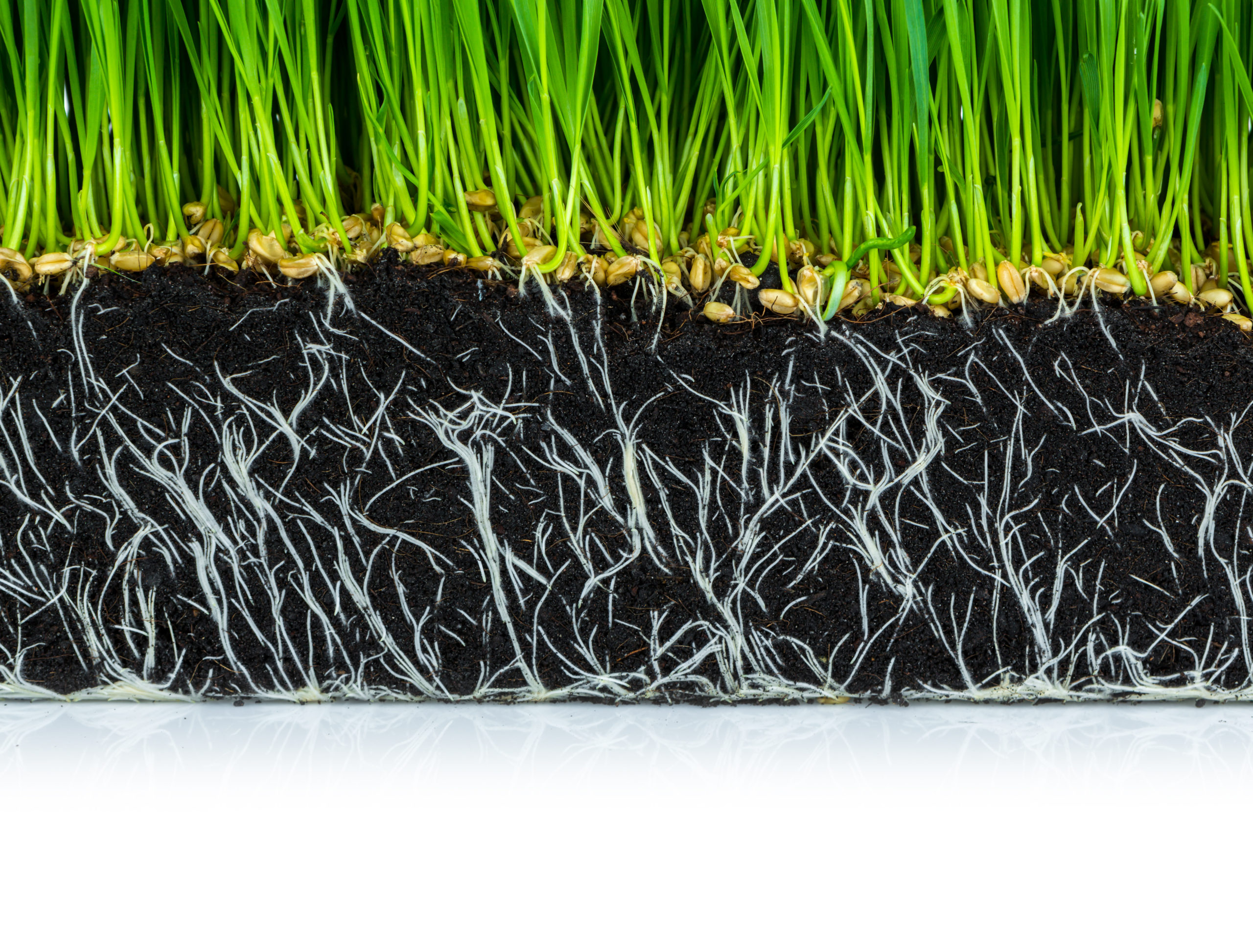 Grass-roots-scaled.jpeg