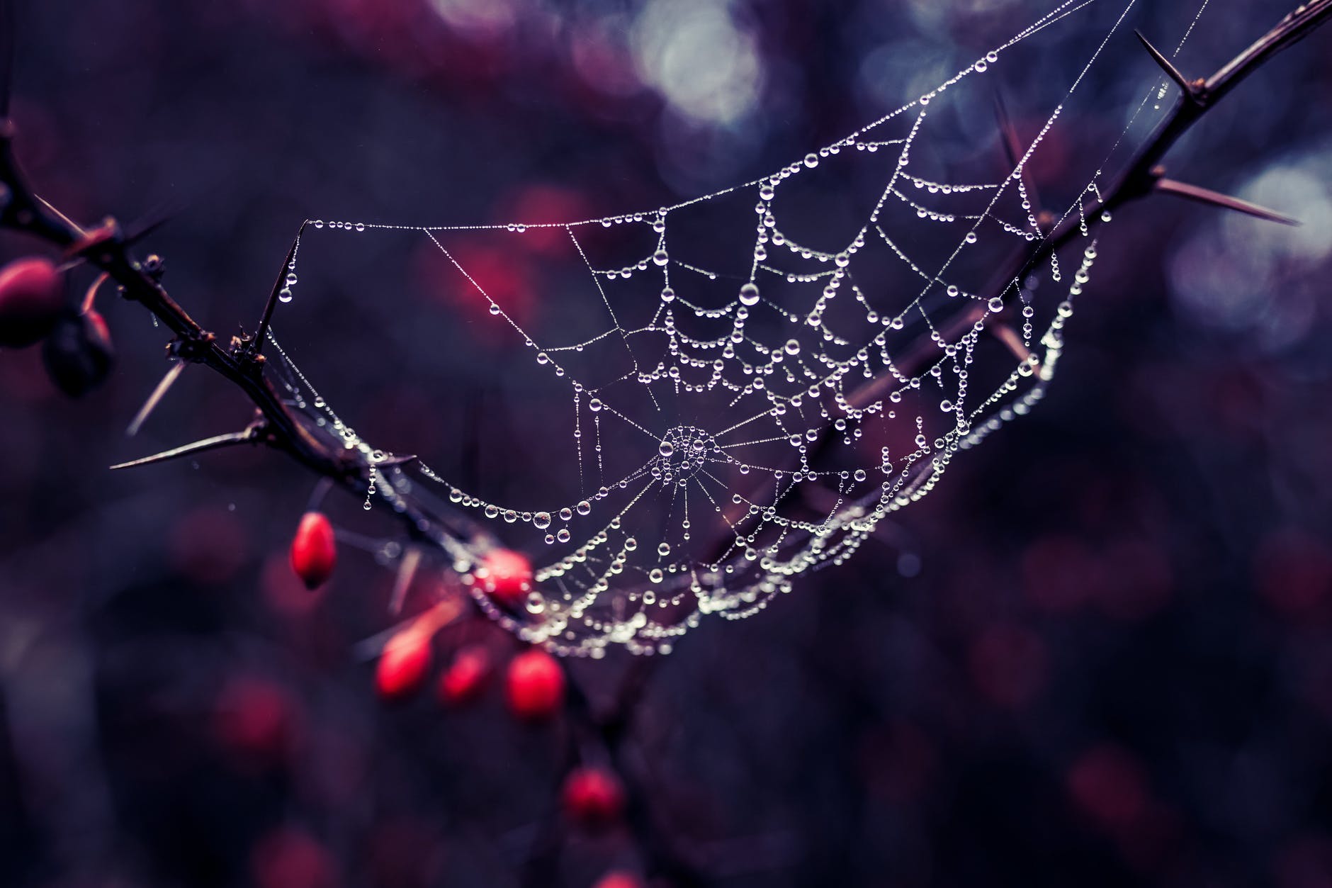 spider web on trunk